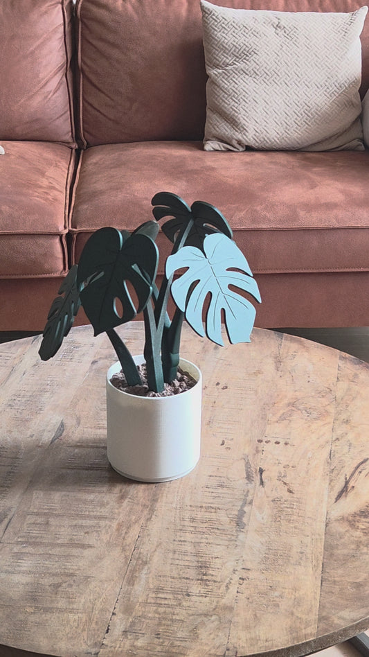 Monstera